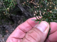 Leptospermum microcarpum