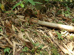 Erythrodes