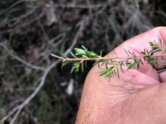 Leptospermum microcarpum