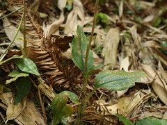 Erythrodes