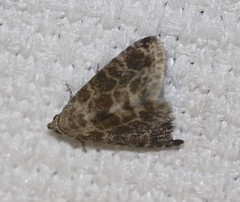 Eublemma glaucochroa