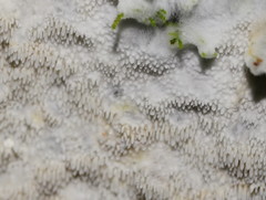 Dentipellicula leptodon