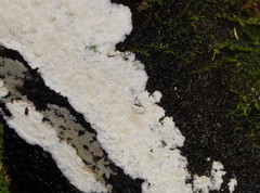 Dentipellicula leptodon