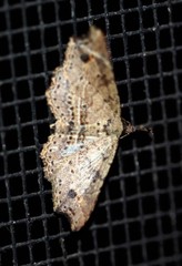 Philogethes metableta