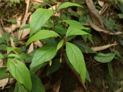 Lysimachia ardisioides