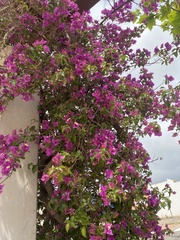 Bougainvillea