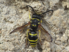 Odynerus consobrinus