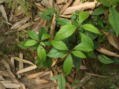 Lysimachia ardisioides