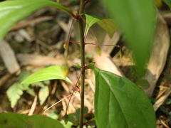 Lysimachia ardisioides