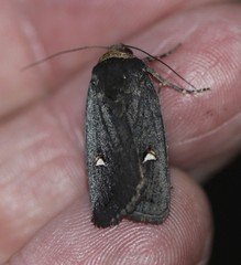 Proteuxoa testaceicollis