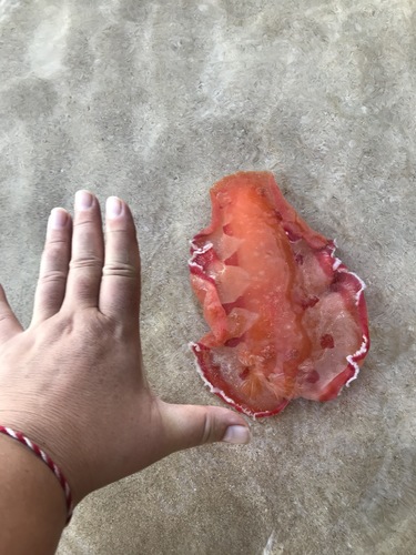 Spanish Dancer Nudibranch