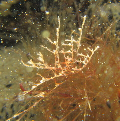 Symplectoscyphus johnstoni