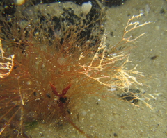 Symplectoscyphus johnstoni