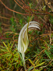 Pterostylis truncata