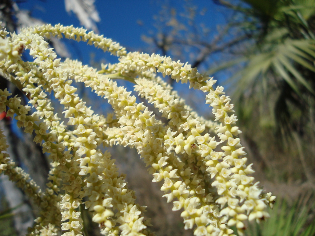 Brahea aculeata; photograph (c) Franceli Macedo, some rights reserved (CC BY)