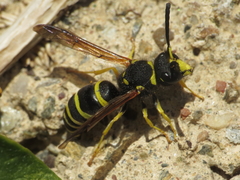 Odynerus consobrinus
