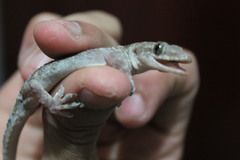 Hemidactylus mabouia