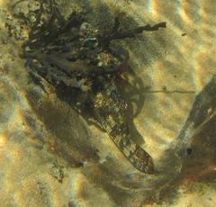 Chironemus marmoratus