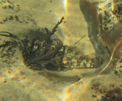 Chironemus marmoratus