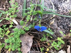 Commelina lanceolata