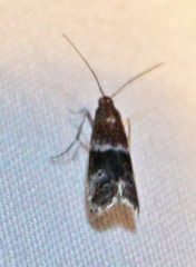 Moodna ostrinella