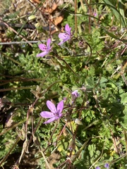 Erodium cicutarium