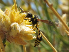 Katamenes arbustorum