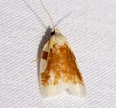 Cenopis niveana