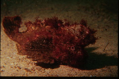 Aploactisoma milesii