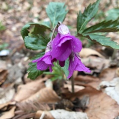 Cardamine glanduligera