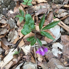 Cardamine glanduligera