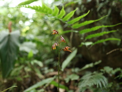 Tainia dunnii