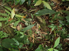 Tainia dunnii