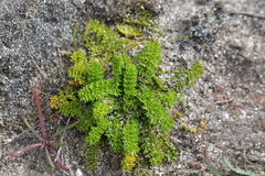 Chaerophyllum colensoi colensoi