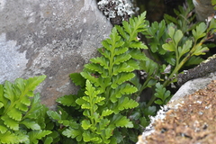 Asplenium chathamense