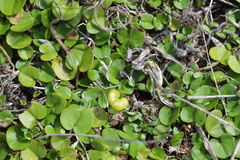 Dichondra brevifolia