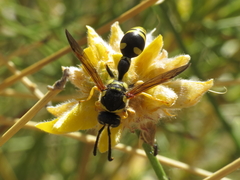 Katamenes arbustorum