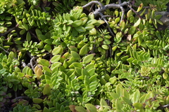 Veronica chathamica