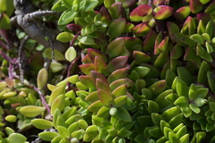 Veronica chathamica