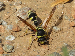 Katamenes arbustorum