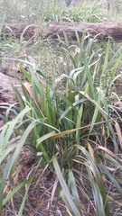 Dianella tasmanica