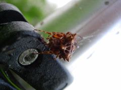 Acanthepeira