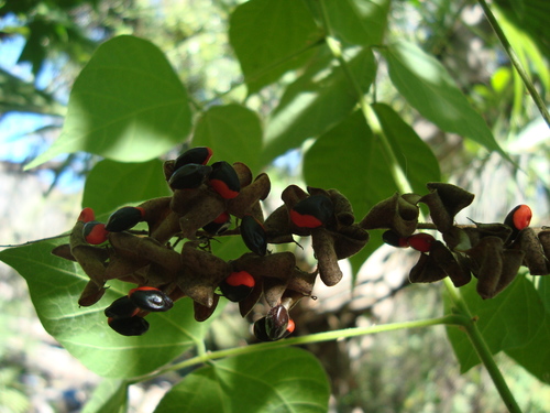 Image of Rhynchosia precatoria by (c) Franceli Macedo, some rights reserved (CC BY)