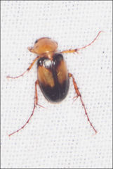 Phyllotocus bimaculatus