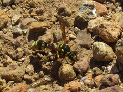 Katamenes arbustorum