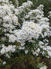Olearia haastii