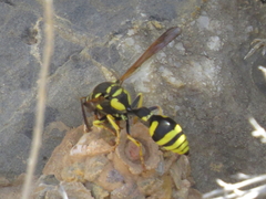 Katamenes arbustorum