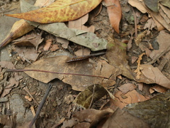 Aponedyopus montanus