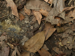 Aponedyopus montanus