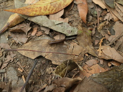 Aponedyopus montanus